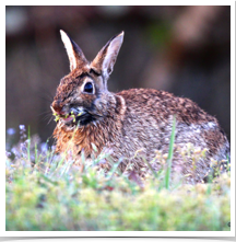 Eastern Cottontail - Munching Eastern Cottontail - Munching